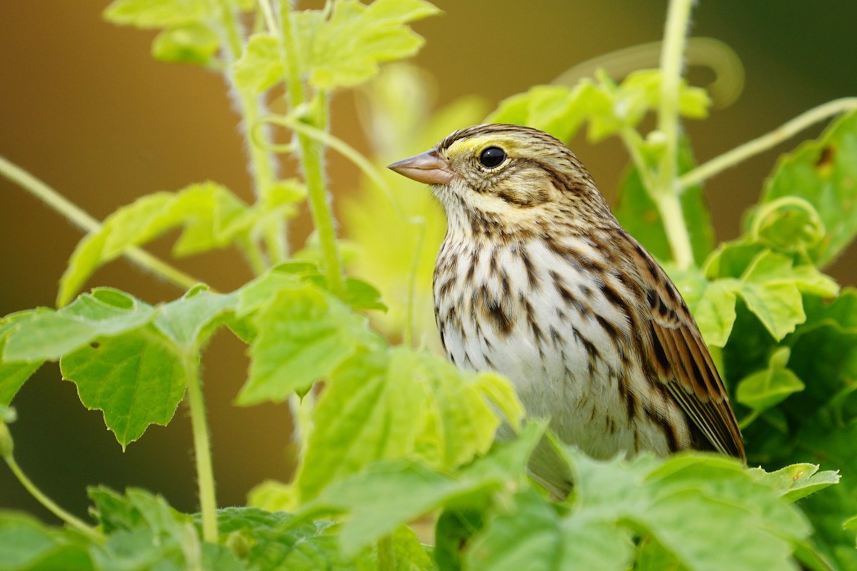 Savannah Sparrow - Meg Saunders