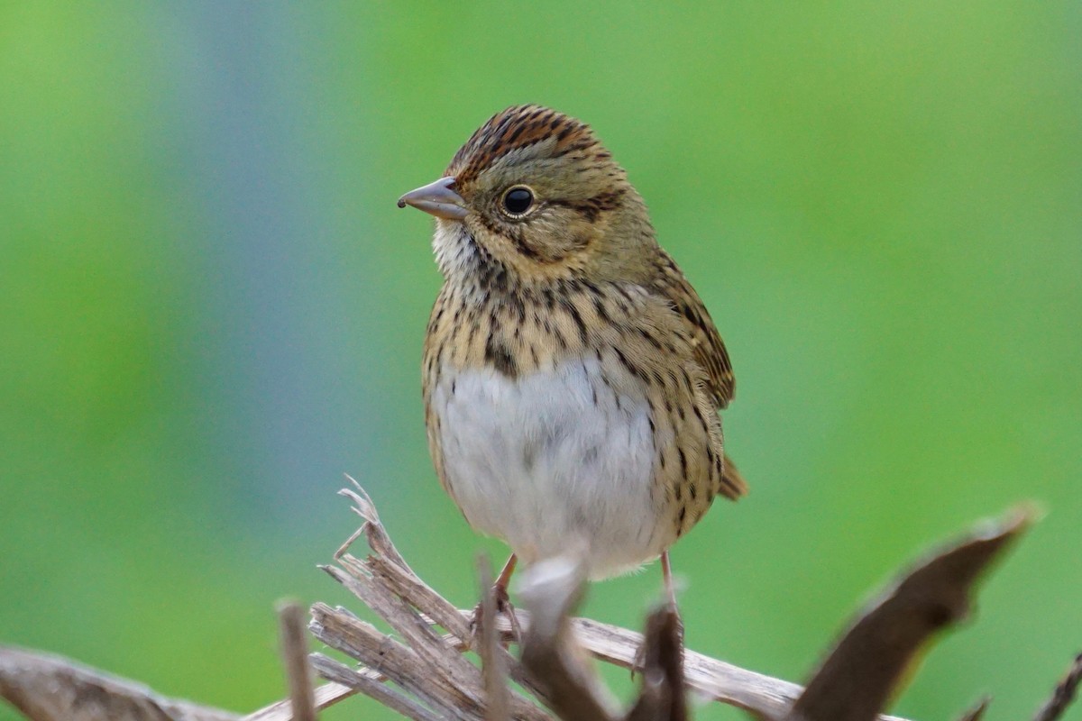 Lincoln's Sparrow - ML377322621