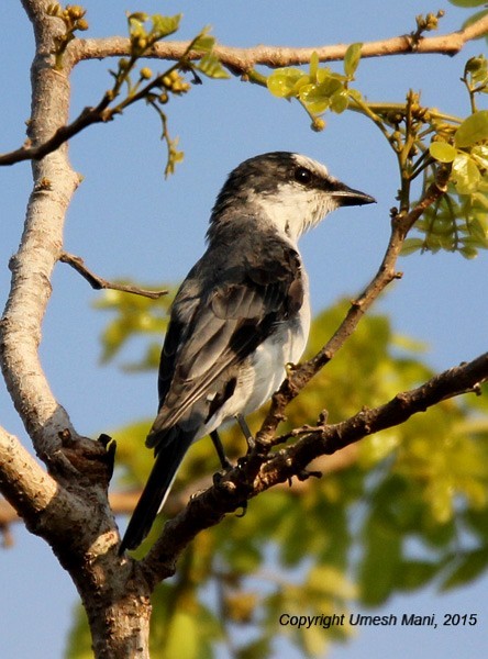 Ashy Minivet - Umesh Mani