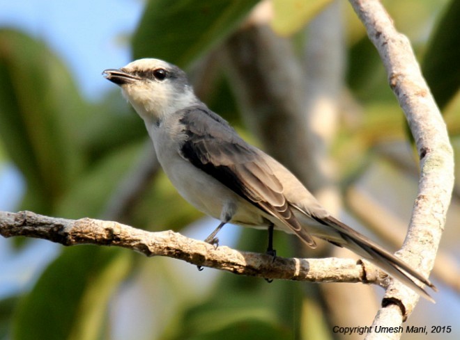 Brown-rumped Minivet - ML377323561