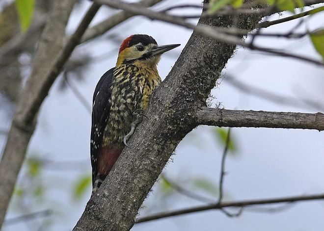 Darjeeling Woodpecker - ML377324071