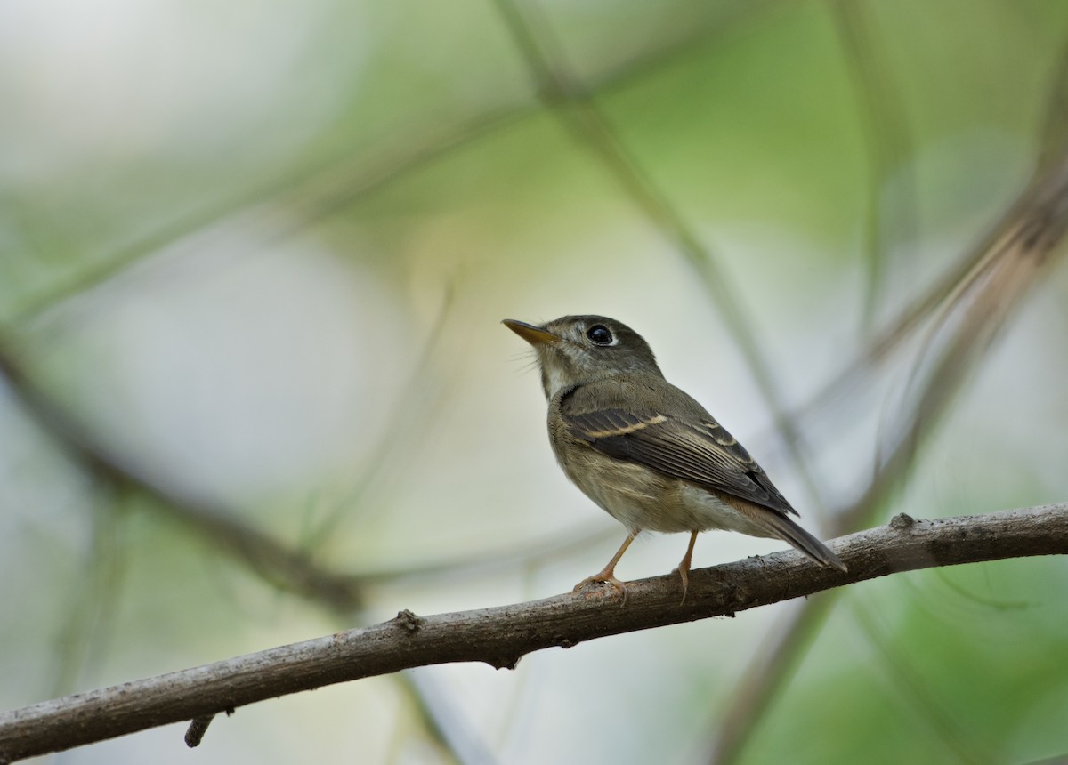 Brown-breasted Flycatcher - ML37732561