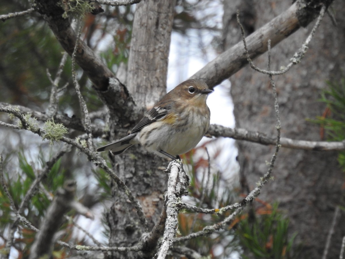 Yellow-rumped Warbler - ML377325841