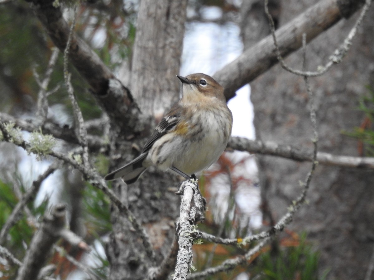 Yellow-rumped Warbler - ML377325891