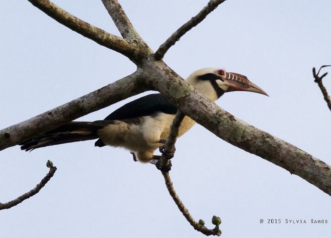 Mindoro Hornbill - ML377325961