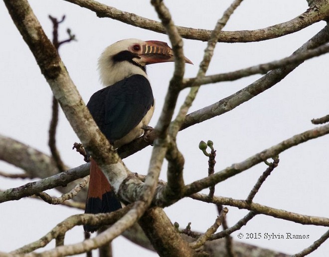 Mindoro Hornbill - ML377325981