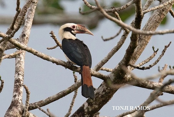 Mindoro Hornbill - ML377325991