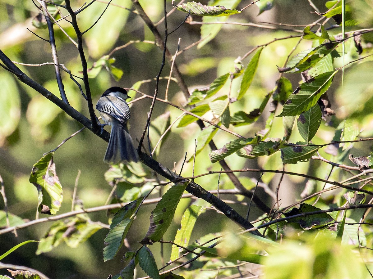 Carolina Chickadee - ML377326241