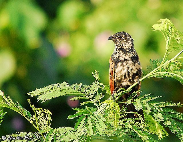 Lesser Coucal - ML377326551