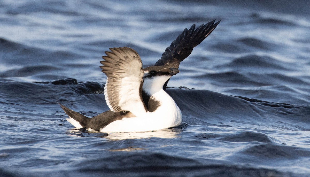 Razorbill - Richard Skevington