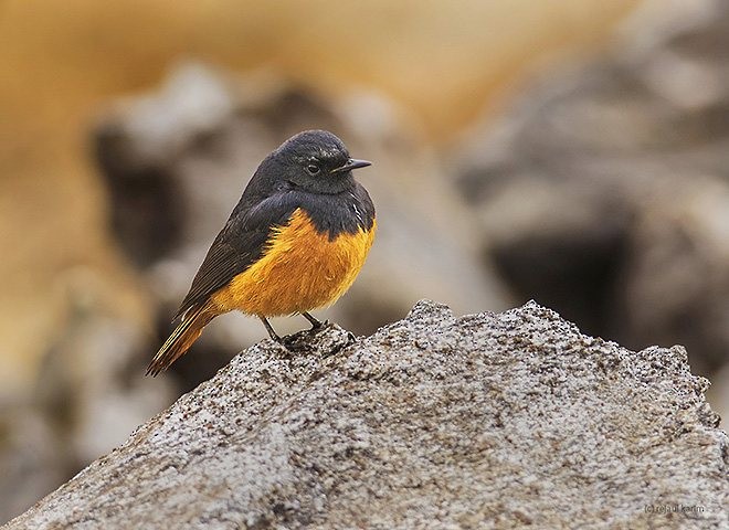 Black Redstart (Eastern) - ML377327211