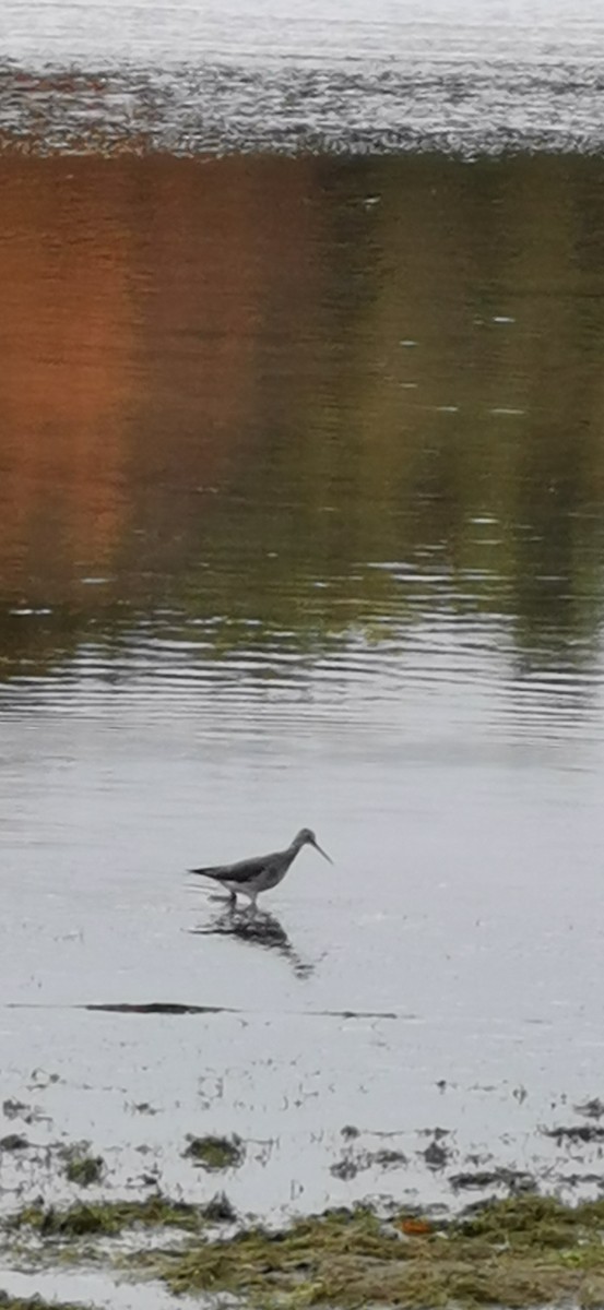 Lesser Yellowlegs - ML377328041