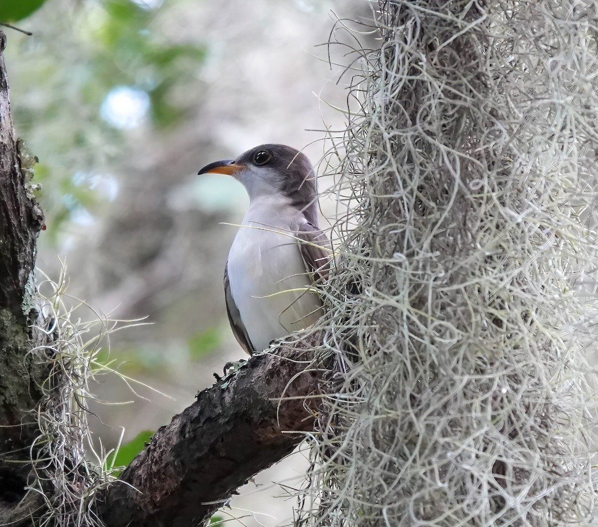 Yellow-billed Cuckoo - ML377328171