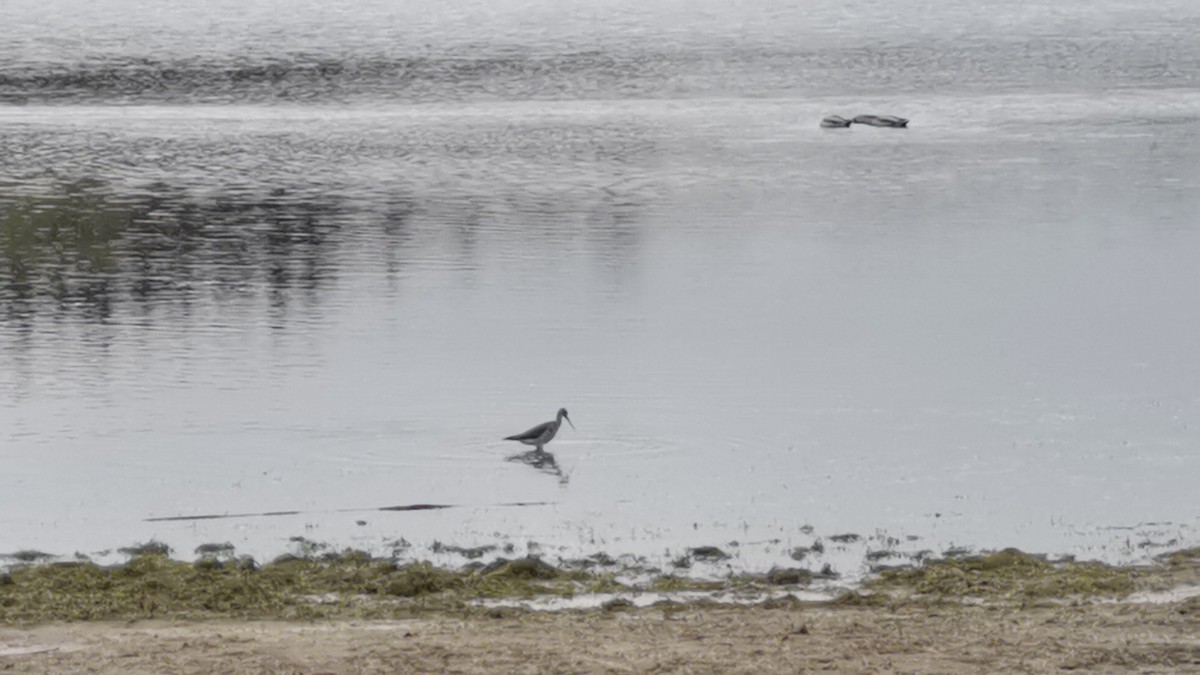 Lesser Yellowlegs - ML377328251