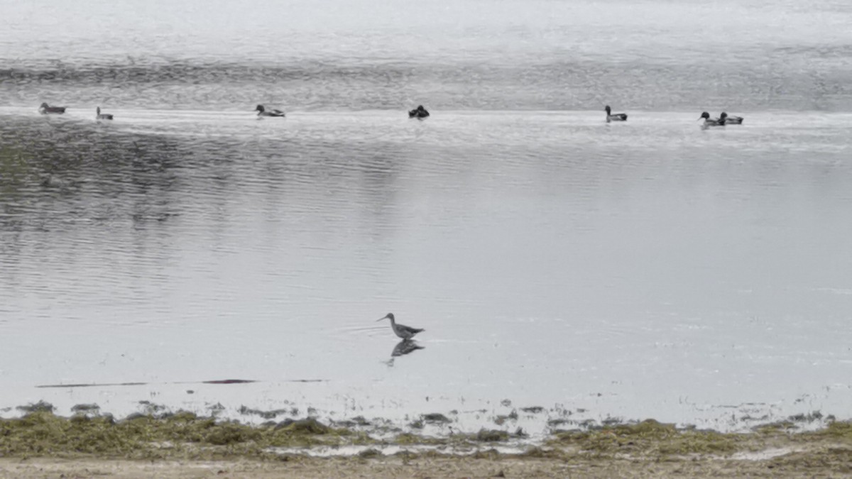 Lesser Yellowlegs - ML377328261