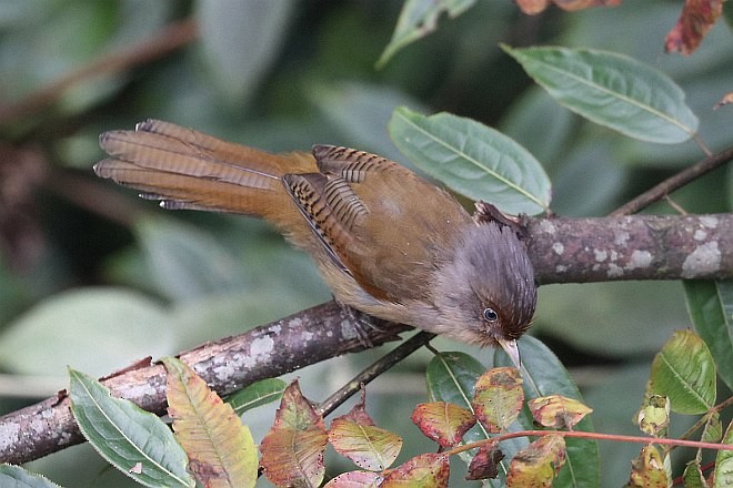 Rusty-fronted Barwing - Jonathan Martinez