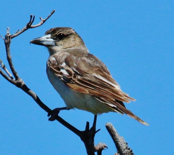 Gray Butcherbird - Katherine Clark