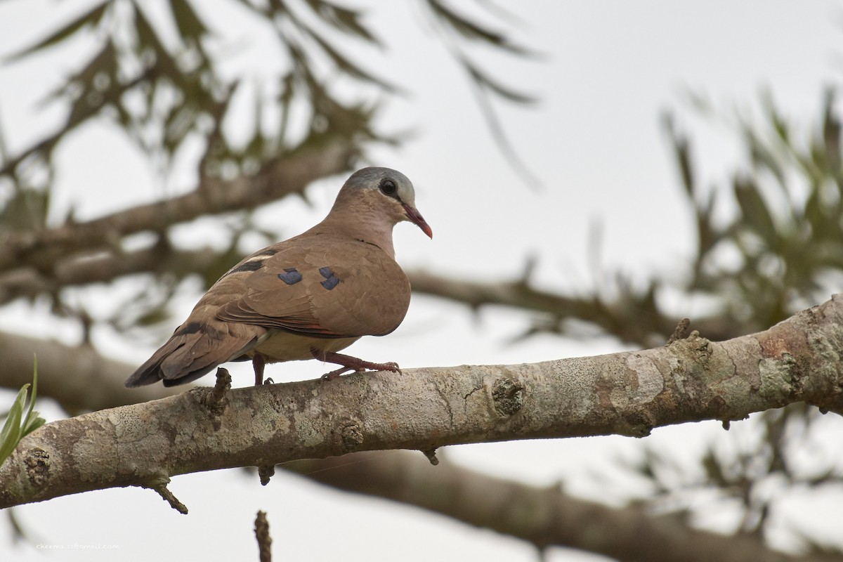 Blue-spotted Wood-Dove - ML37733051
