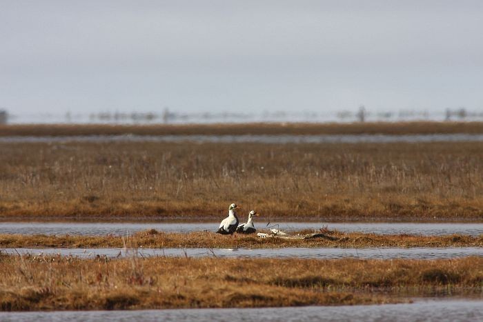 Spectacled Eider - ML377331081