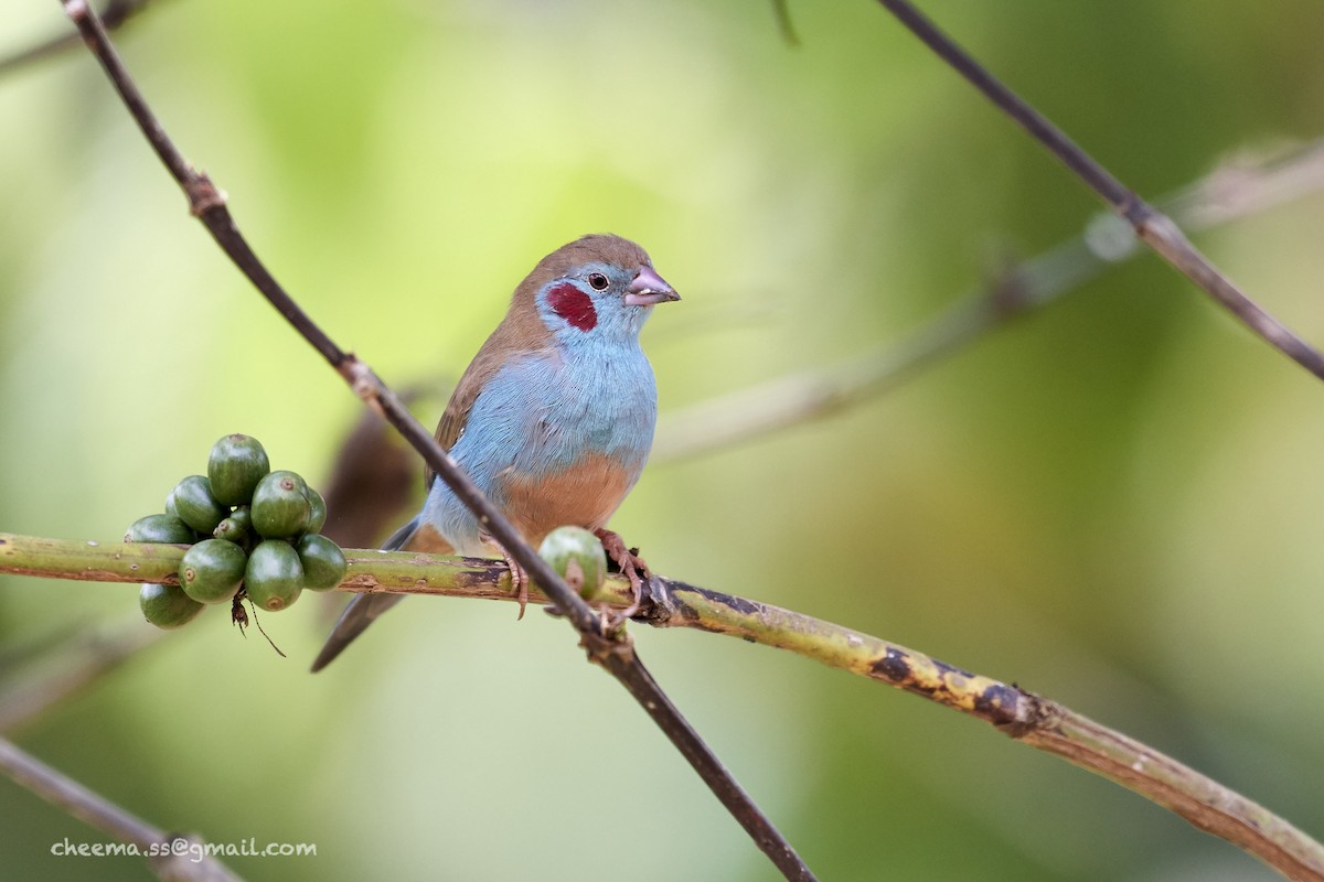 Red-cheeked Cordonbleu - ML37733151