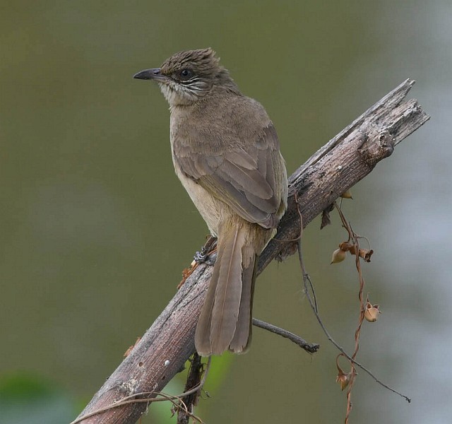 Streak-eared Bulbul - ML377331561