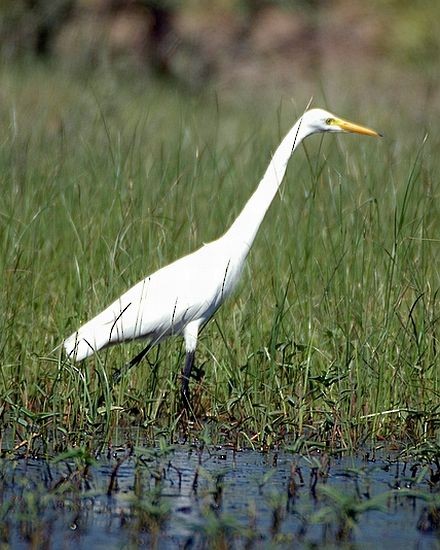 Medium Egret - Rajesh Shah