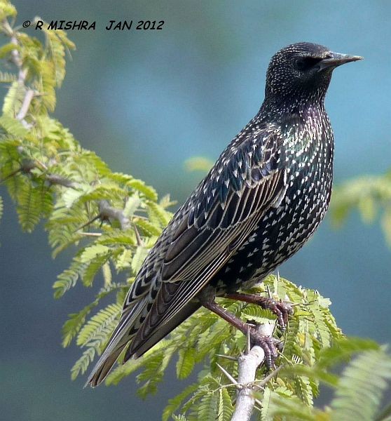 European Starling - ML377333751