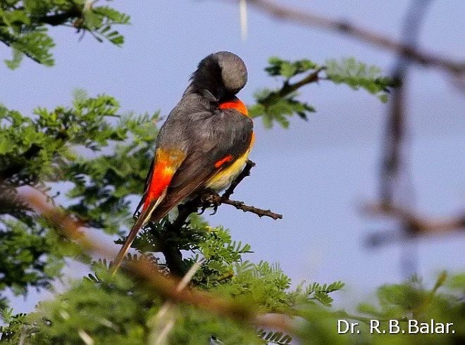 Small Minivet - ML377333791