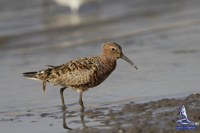 Curlew Sandpiper - ML377336331