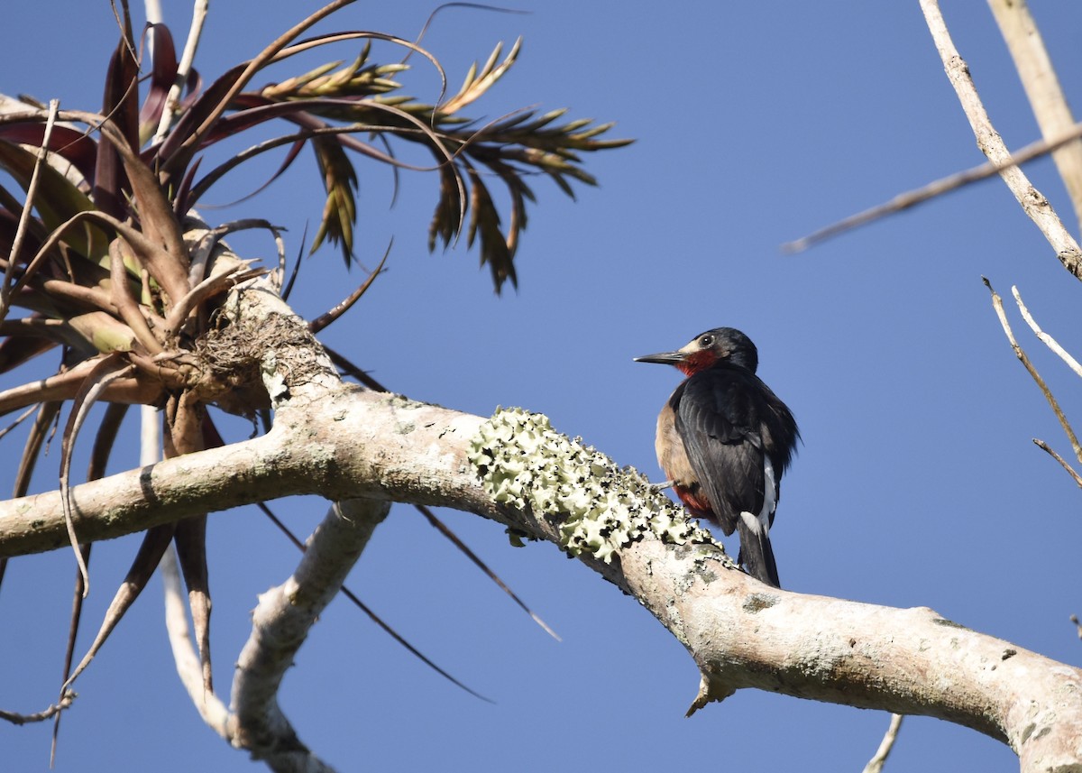 Puerto Rican Woodpecker - ML377336431