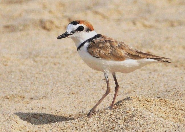 Malaysian Plover - ML377337041