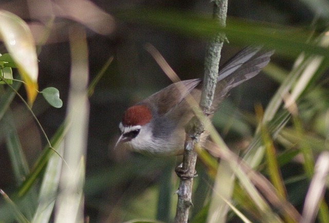Chestnut-capped Babbler - ML377337141