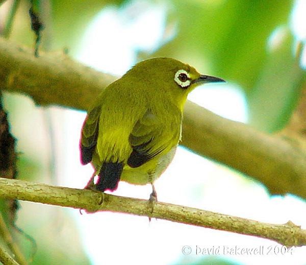 Swinhoe's White-eye - ML377337801