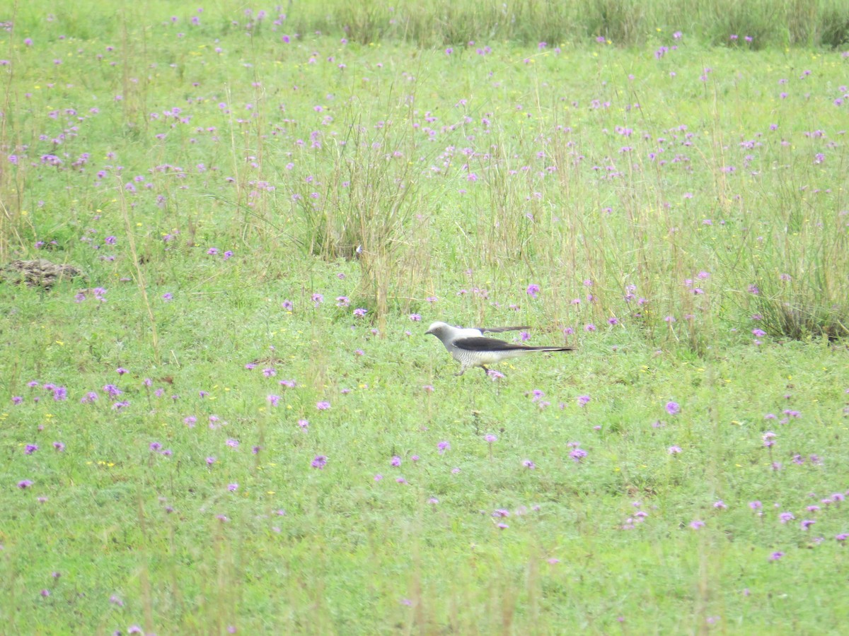 Ground Cuckooshrike - ML37733781