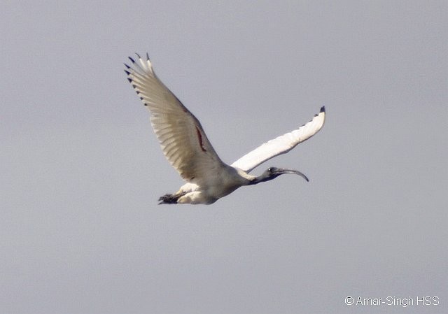 Australian Ibis - Amar-Singh HSS