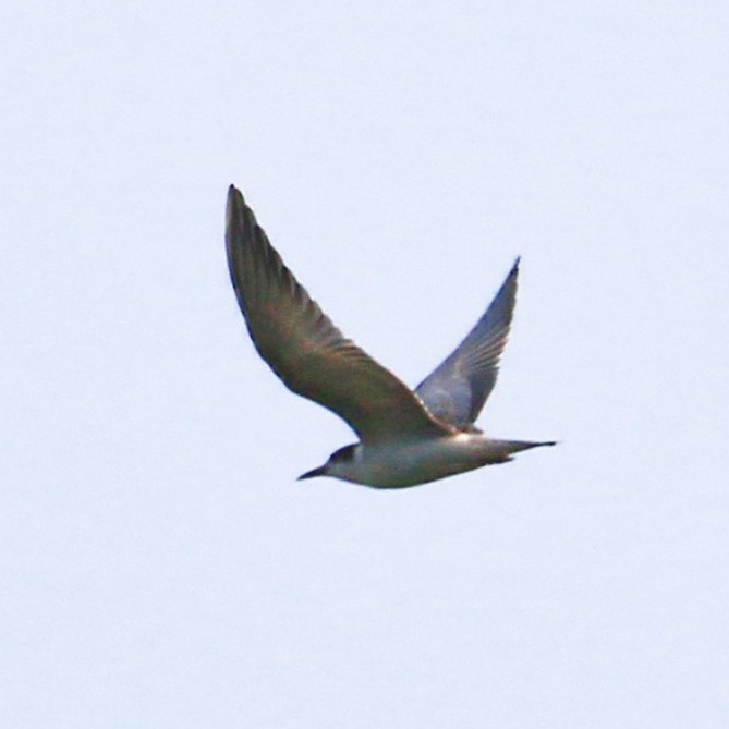 Whiskered Tern - ML377337971