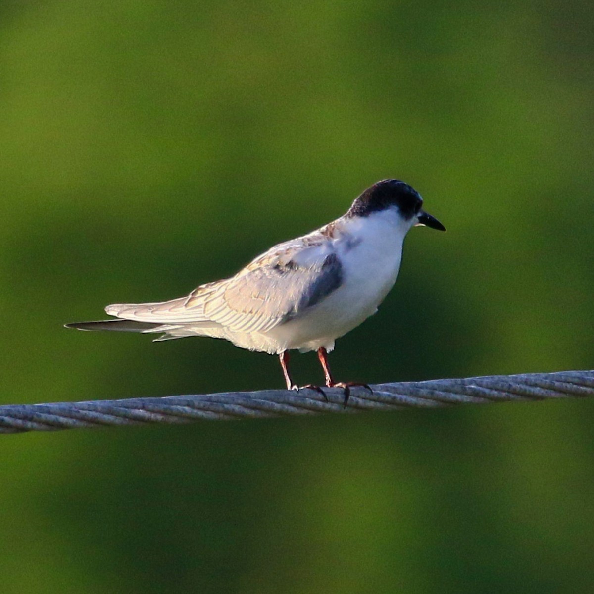 Whiskered Tern - ML377338031