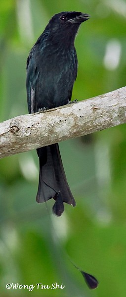 Greater Racket-tailed Drongo - Tsu Shi Wong