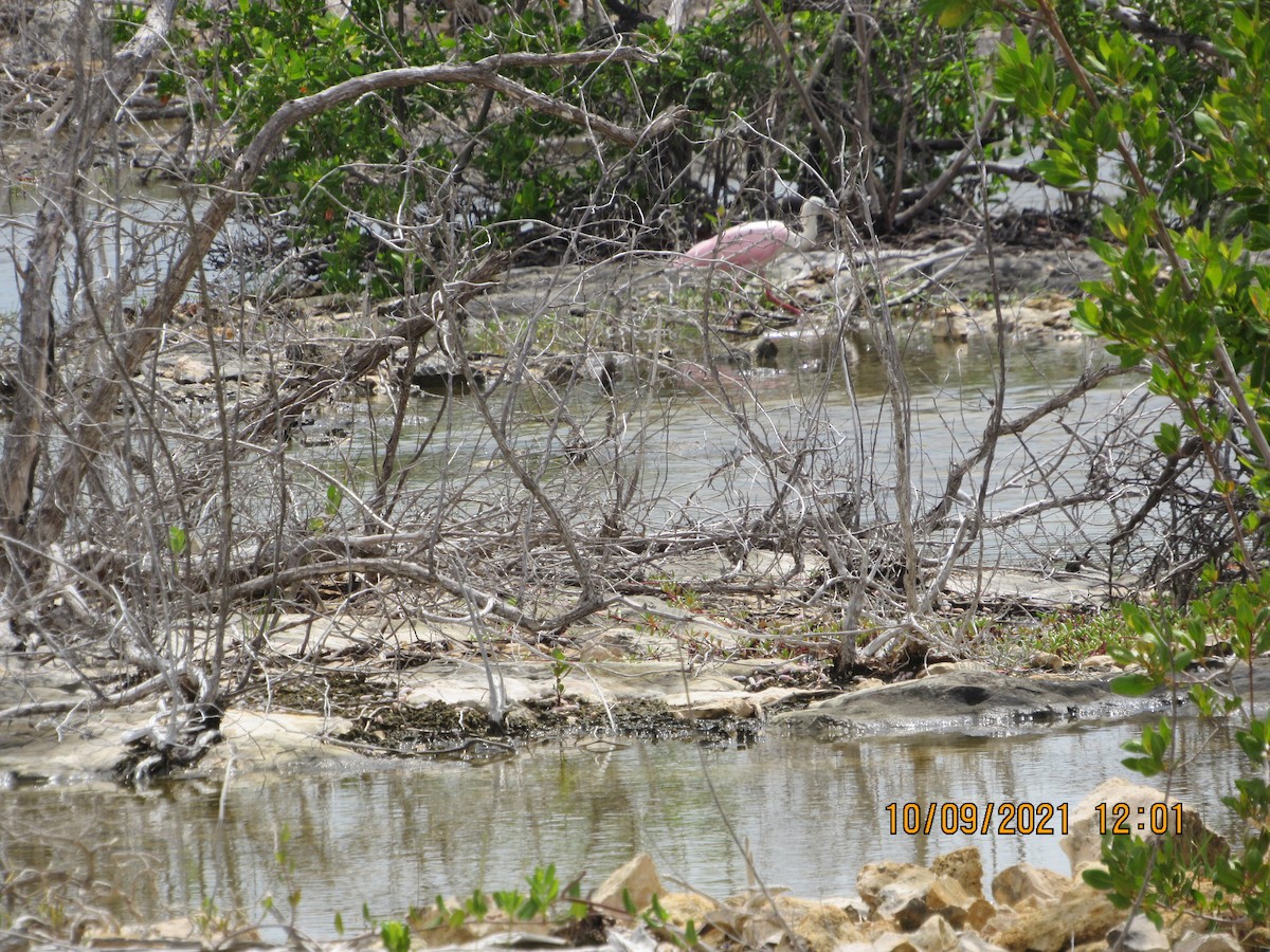 Roseate Spoonbill - ML377338871