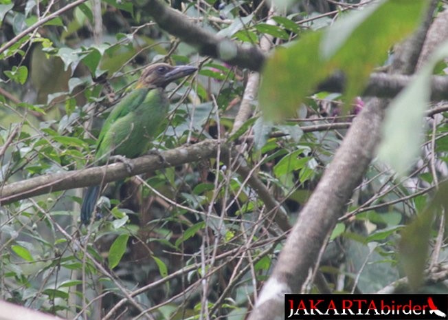 barbet hnědohrdlý - ML377339451