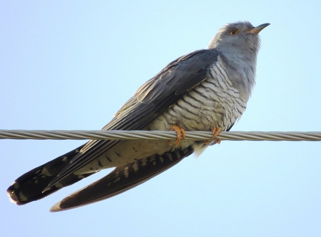 Common Cuckoo - Ding Li Yong