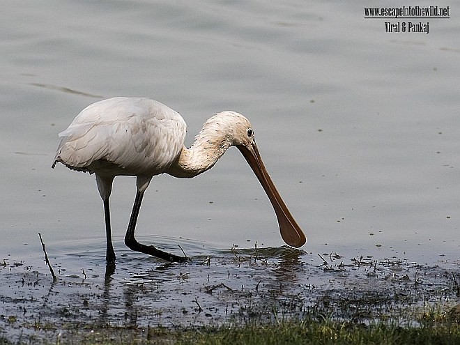 Eurasian Spoonbill - ML377340111