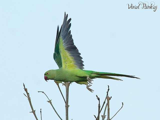 Rose-ringed Parakeet - ML377340221