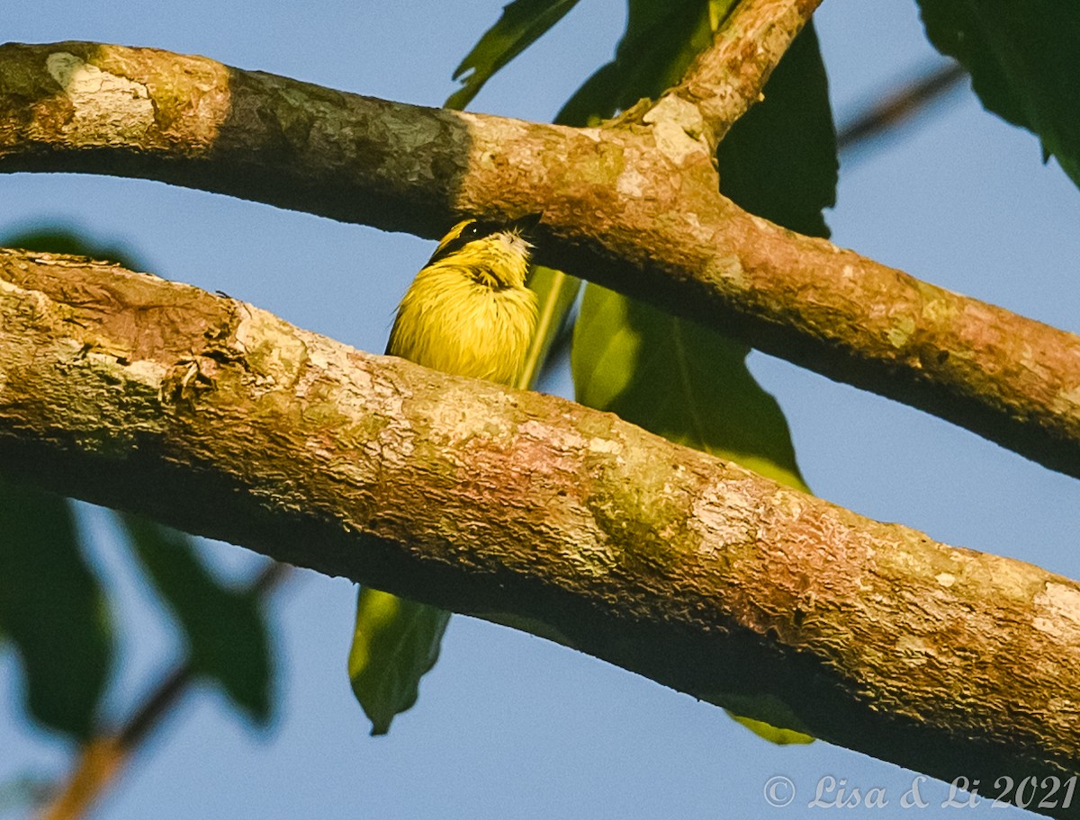 Yellow-browed Tody-Flycatcher - ML377340281