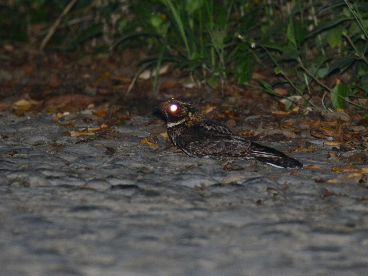 Tawny-collared Nightjar - ML37734041