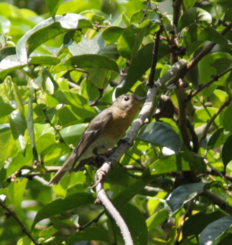 Mugimaki Flycatcher - ML37734081