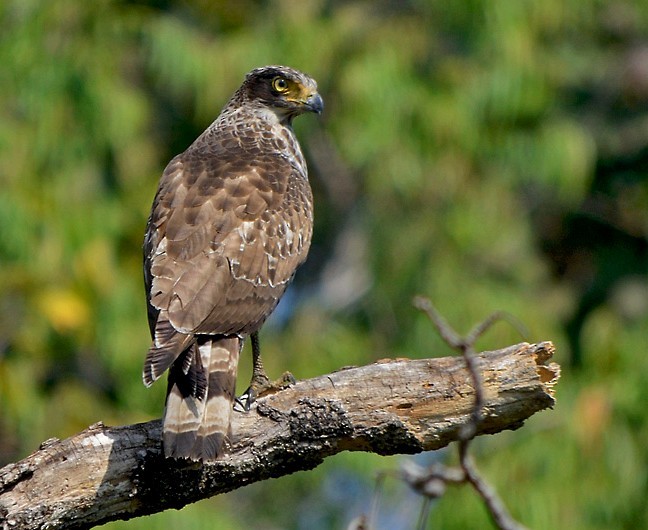 Crested Serpent-Eagle (Crested) - Rosy Choudhury