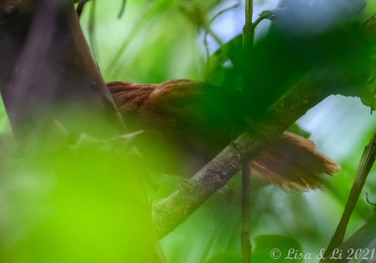 Chestnut-crowned Foliage-gleaner - Lisa & Li Li