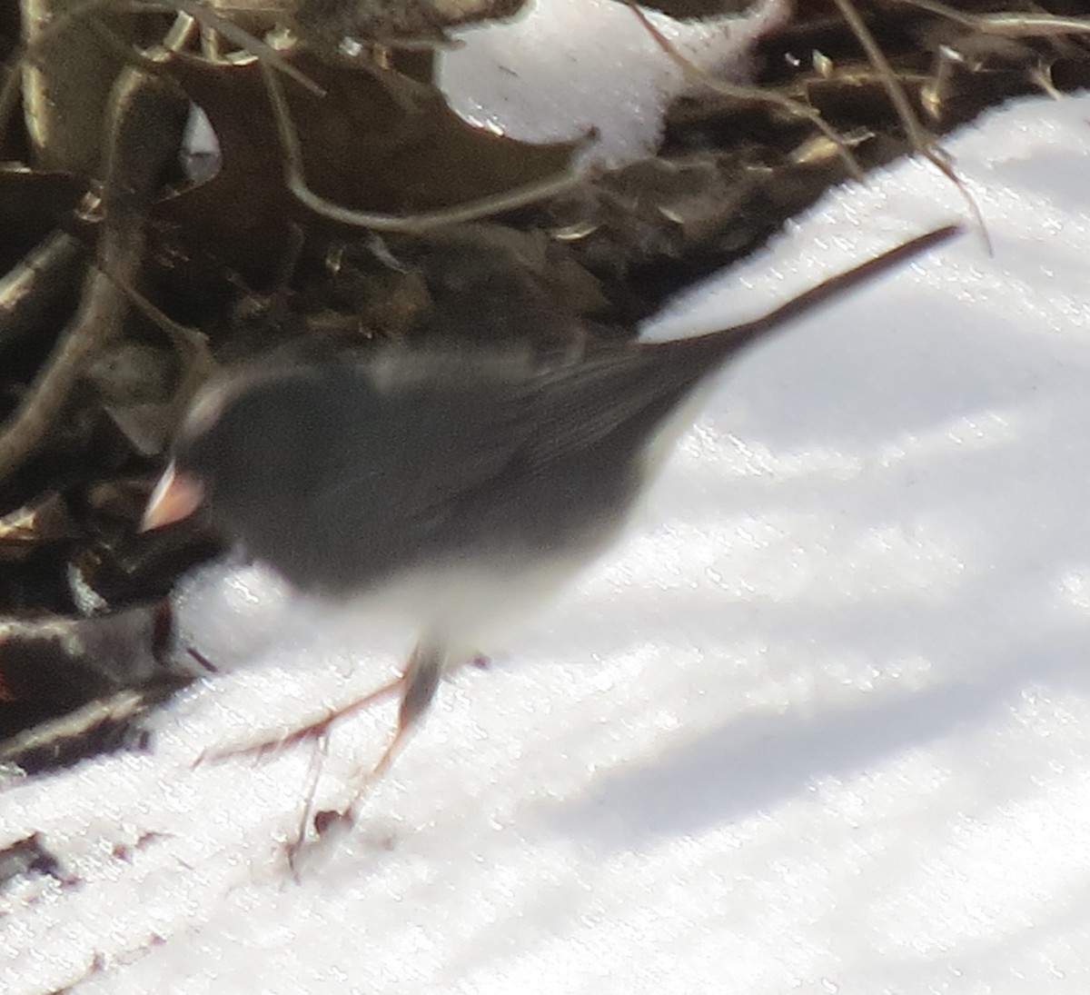 Dark-eyed Junco - Karen Lintala