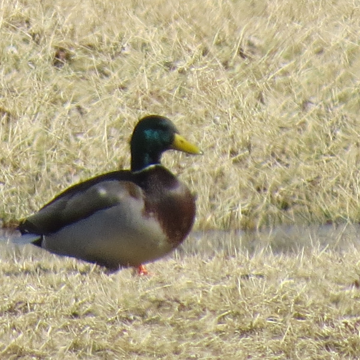 Mallard - Karen Lintala